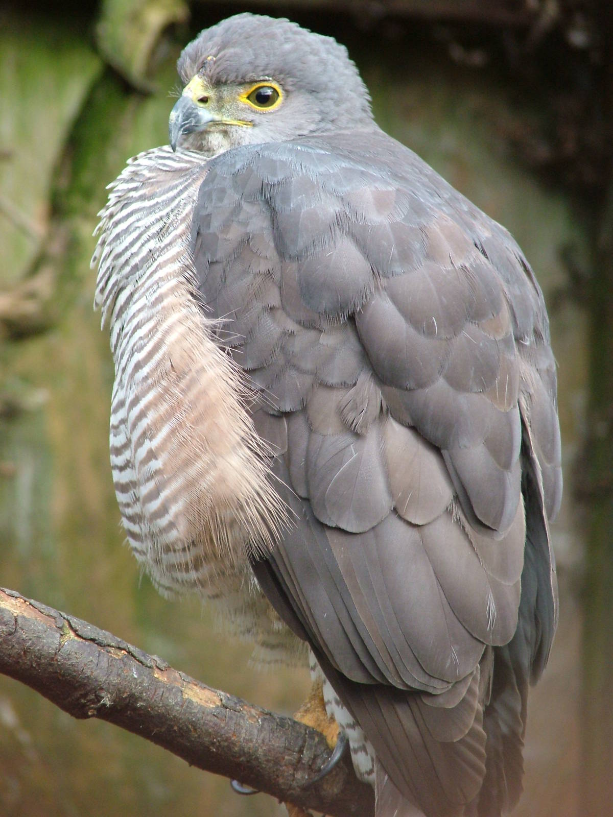 African Goshawk at Cotswold Falconry 05/03/11