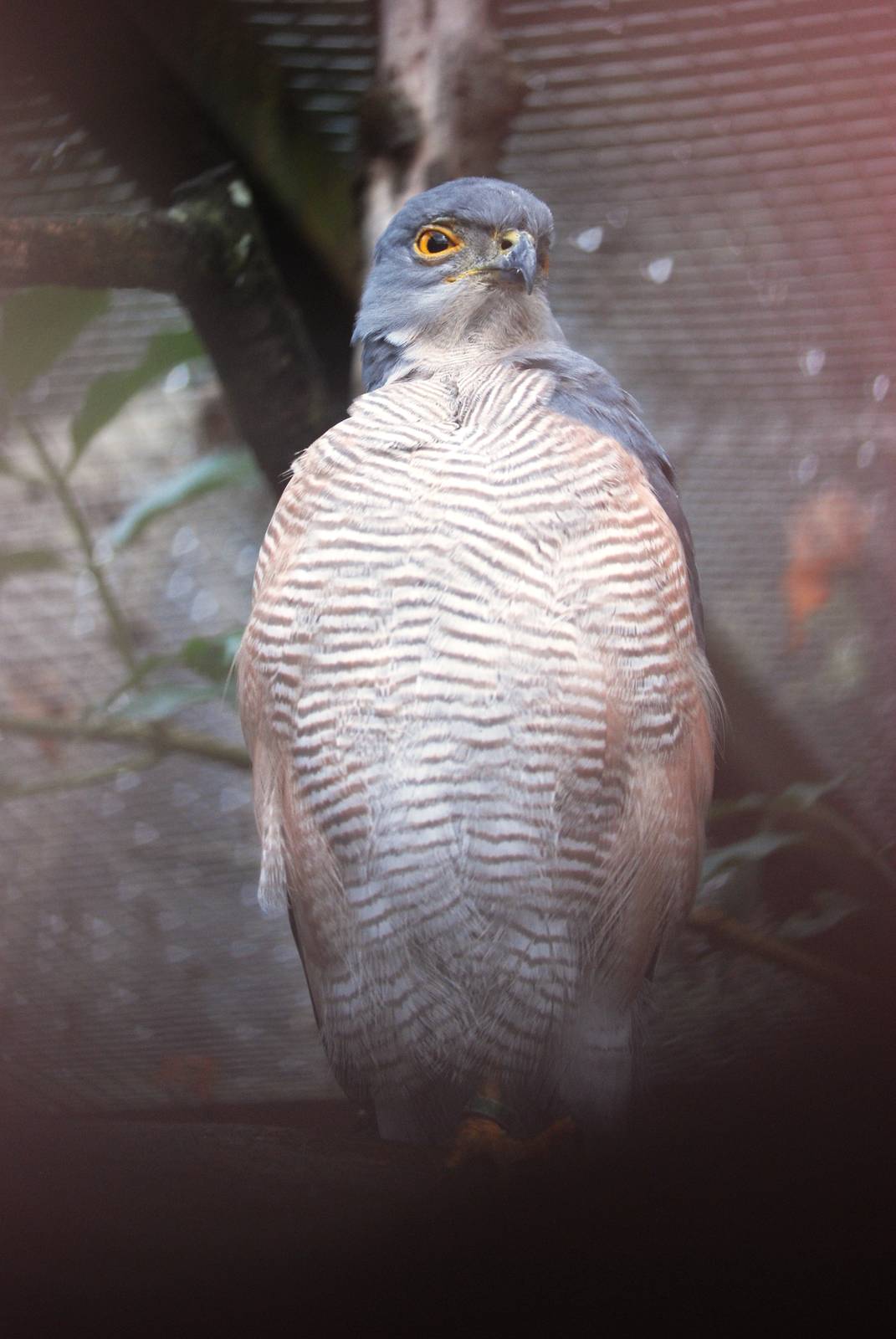 African Goshawk at Cotswold Falconry Centre, 13/09/13