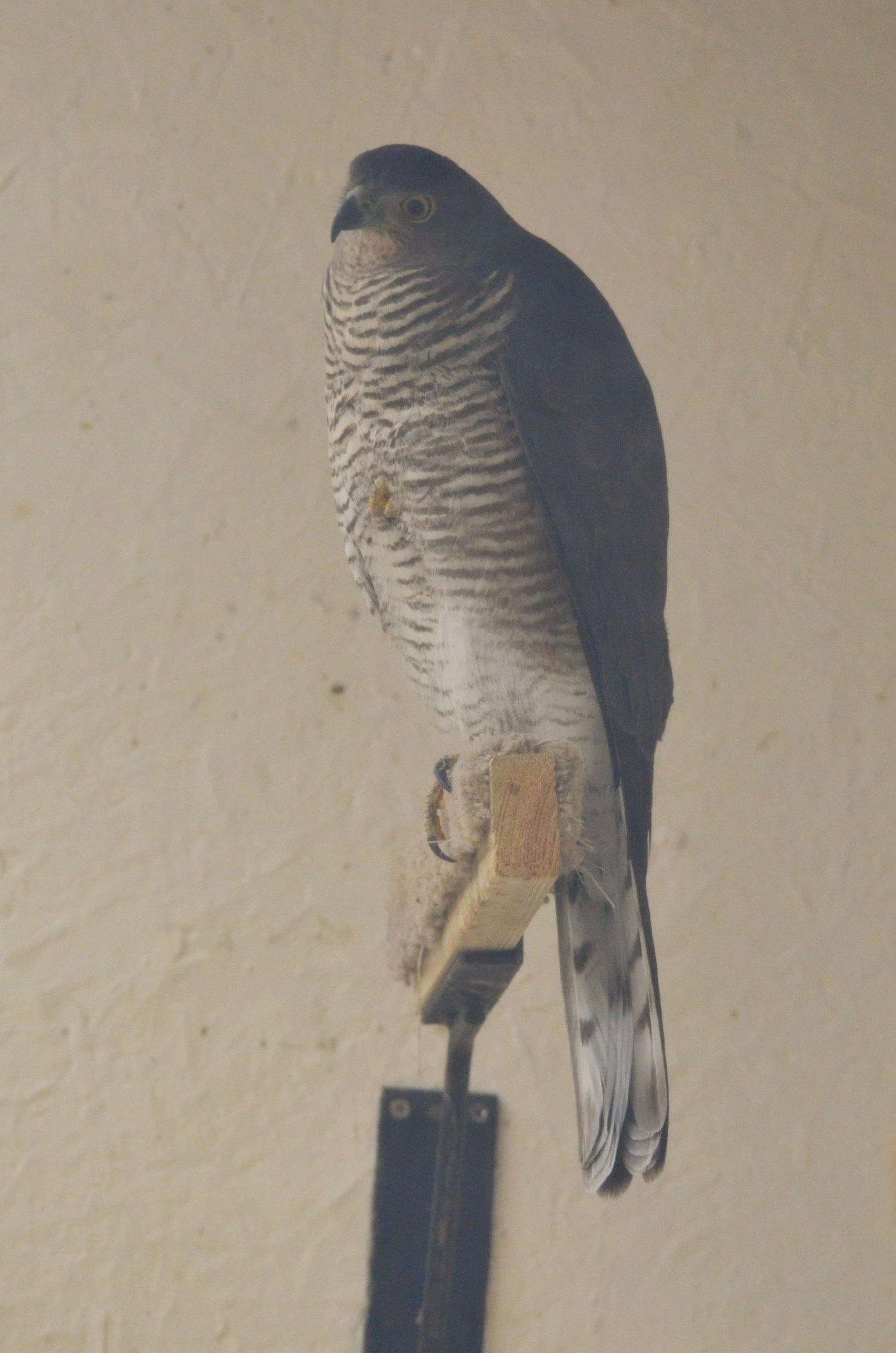 African Goshawk at ICBP Newent, 07/10/17