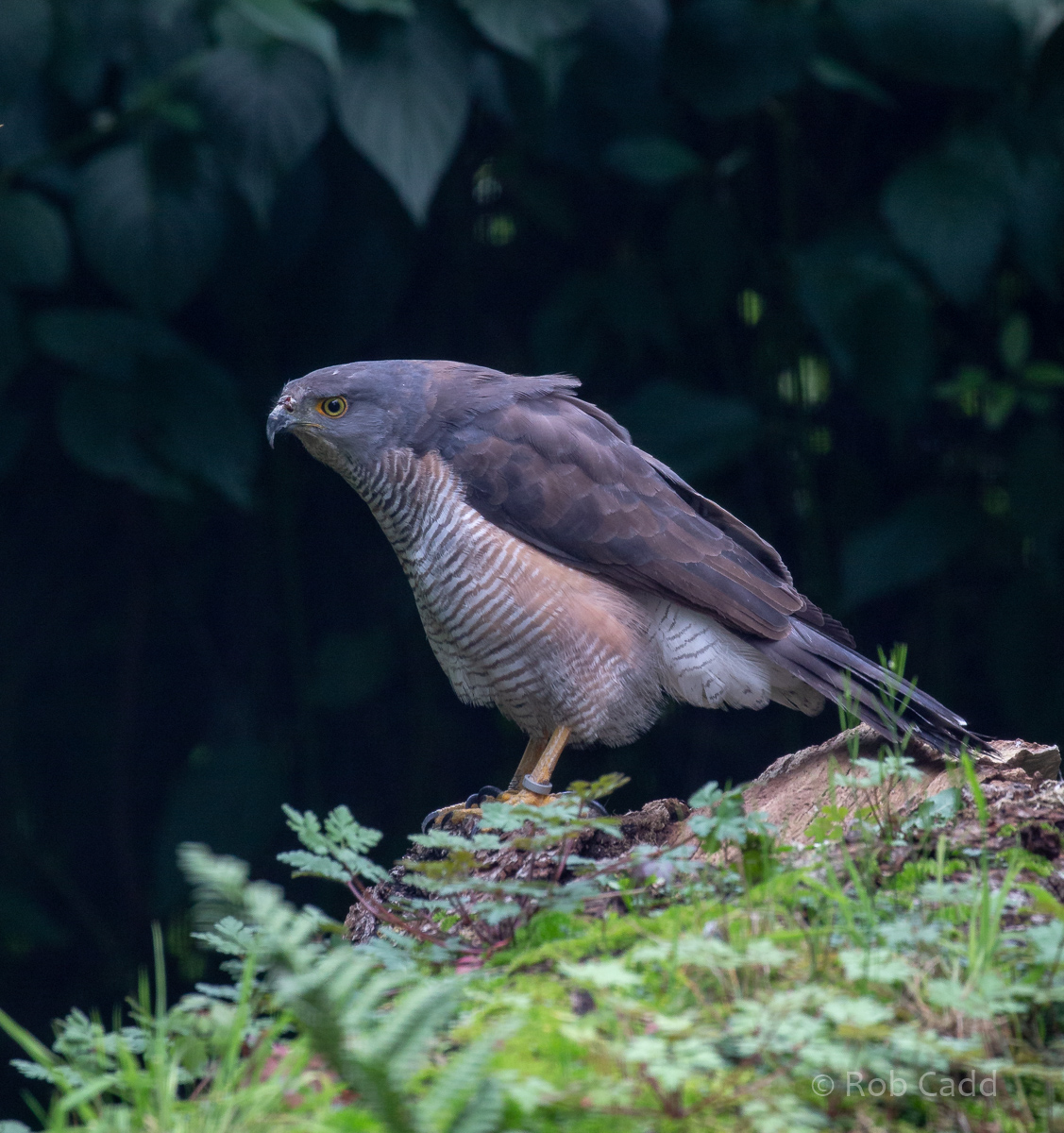 African goshawk : Cotswold Falconry Centre : 04 Sep 2020