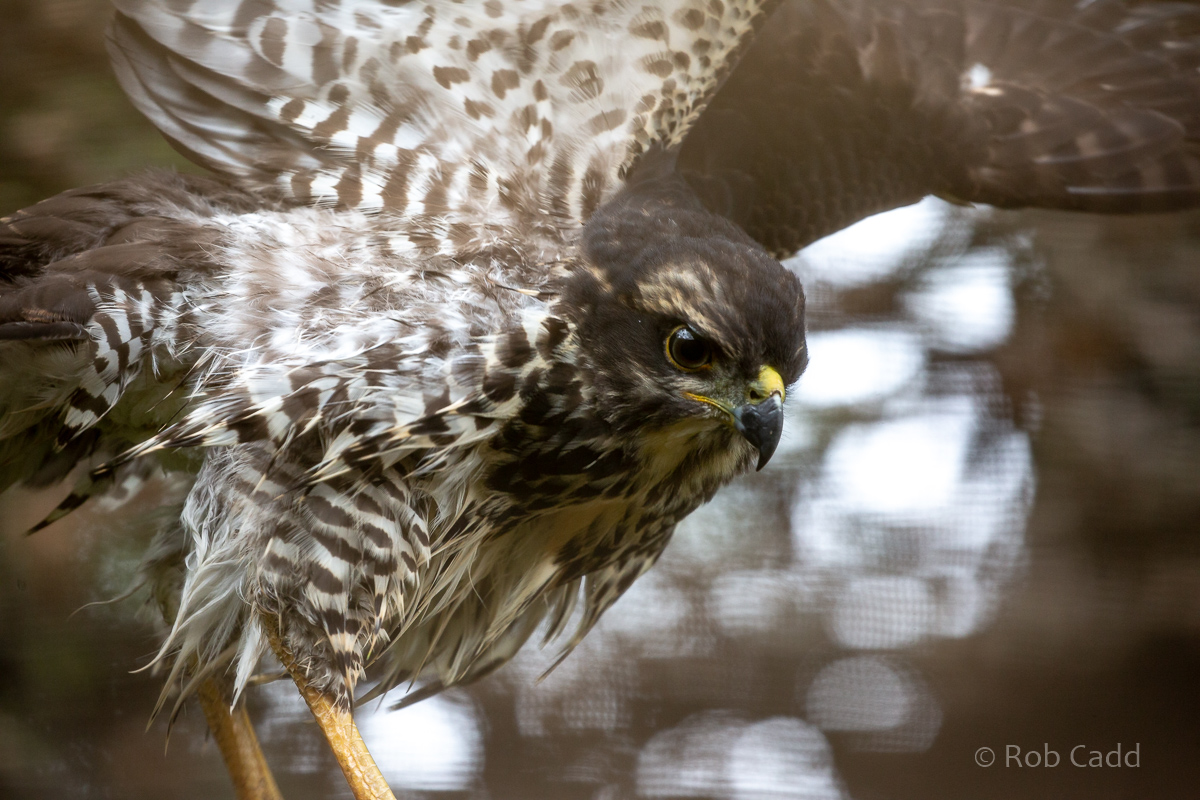 African goshawk : Cotswold Falconry Centre : 04 Sep 2020