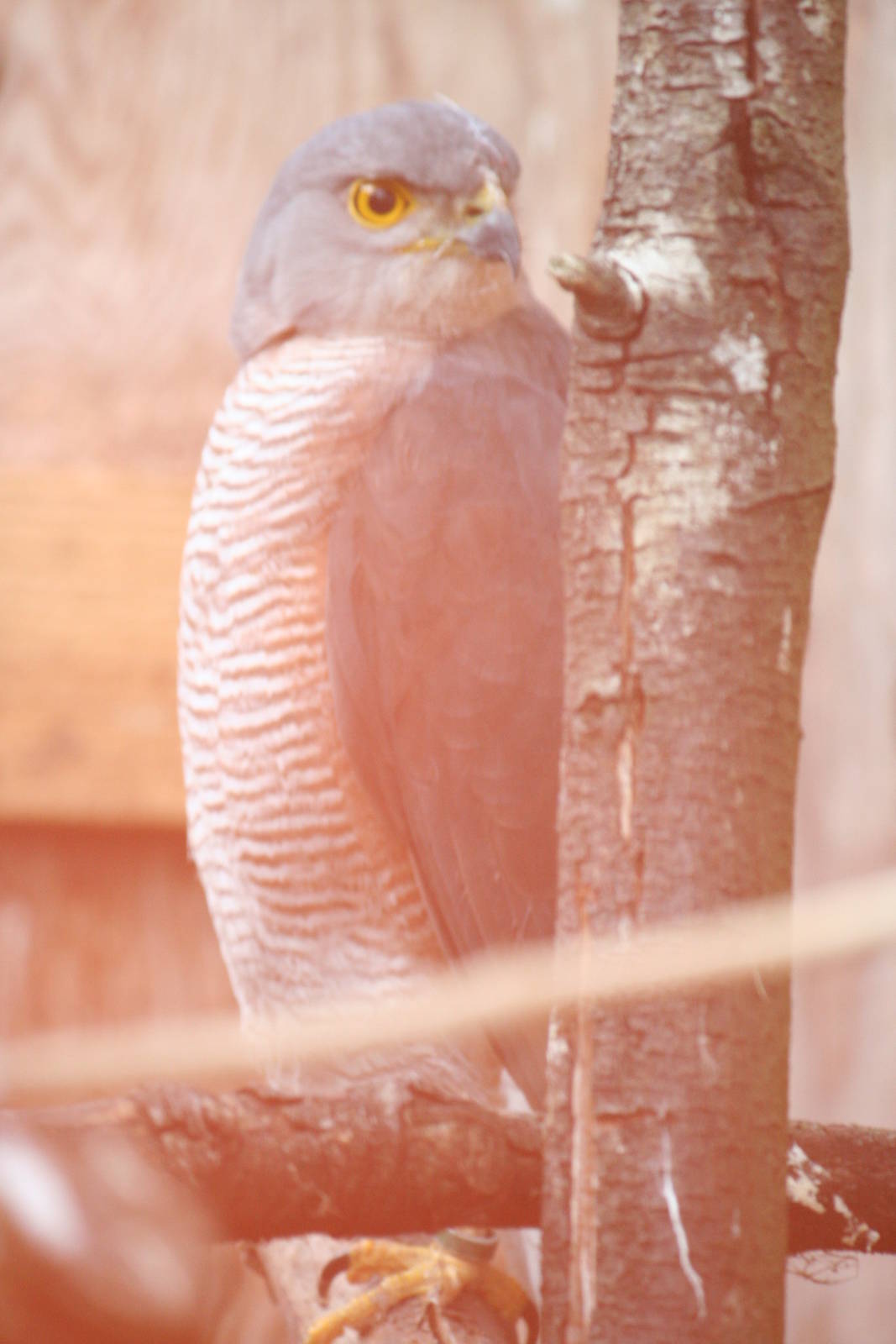African goshawk?