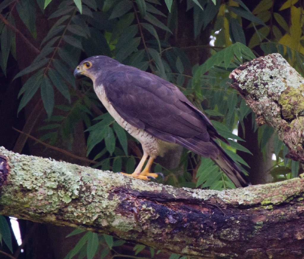 African Goshawk