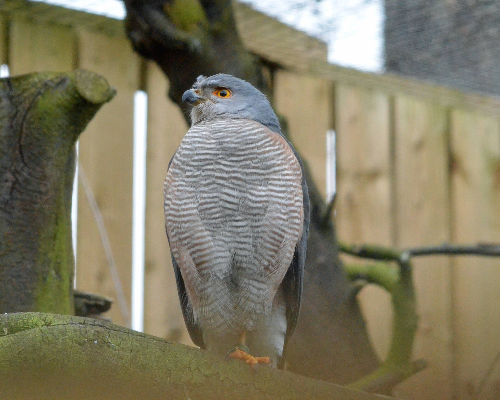 African goshawk