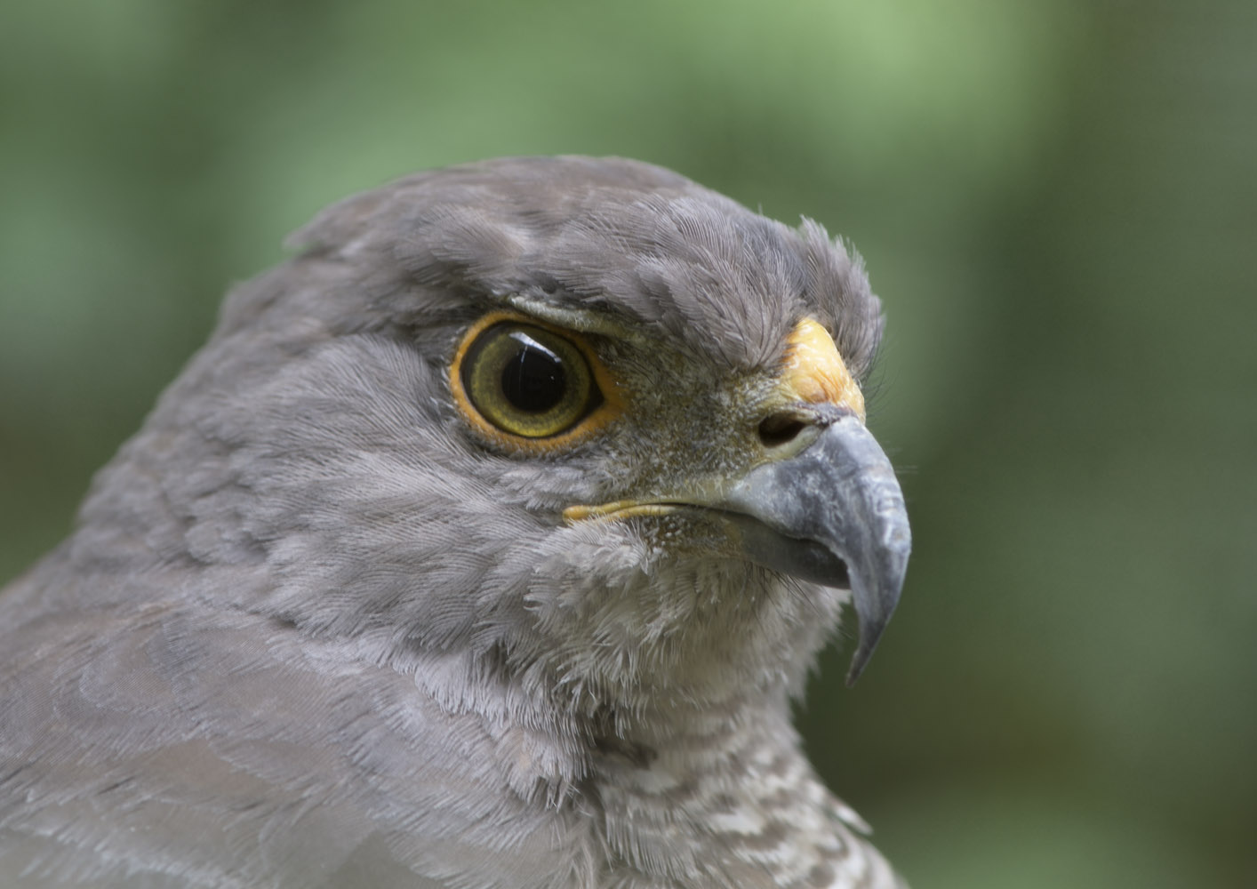 African goshawk