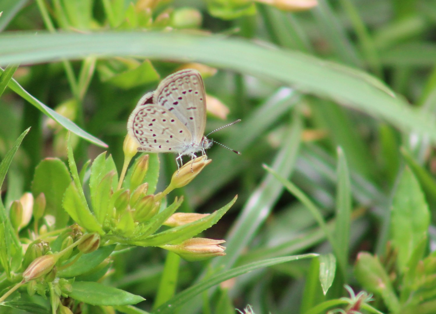African grass blue - Zizeeria knysna