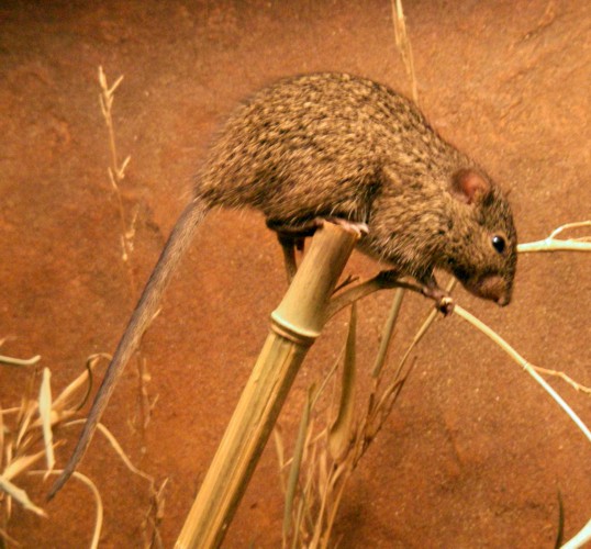 African Grass Rat (Arvicanthis niloticus)