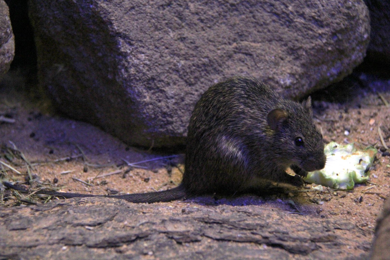 African grass rat (Arvicanthis niloticus)