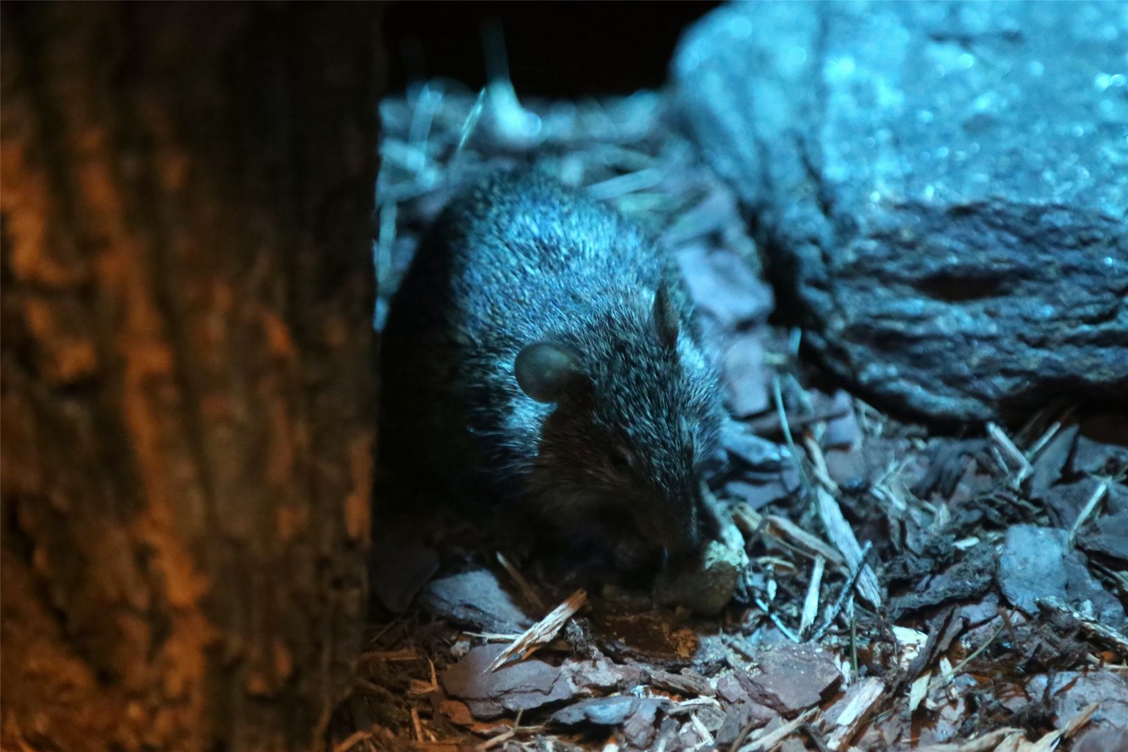 African Grass Rat (Arvicanthis niloticus)