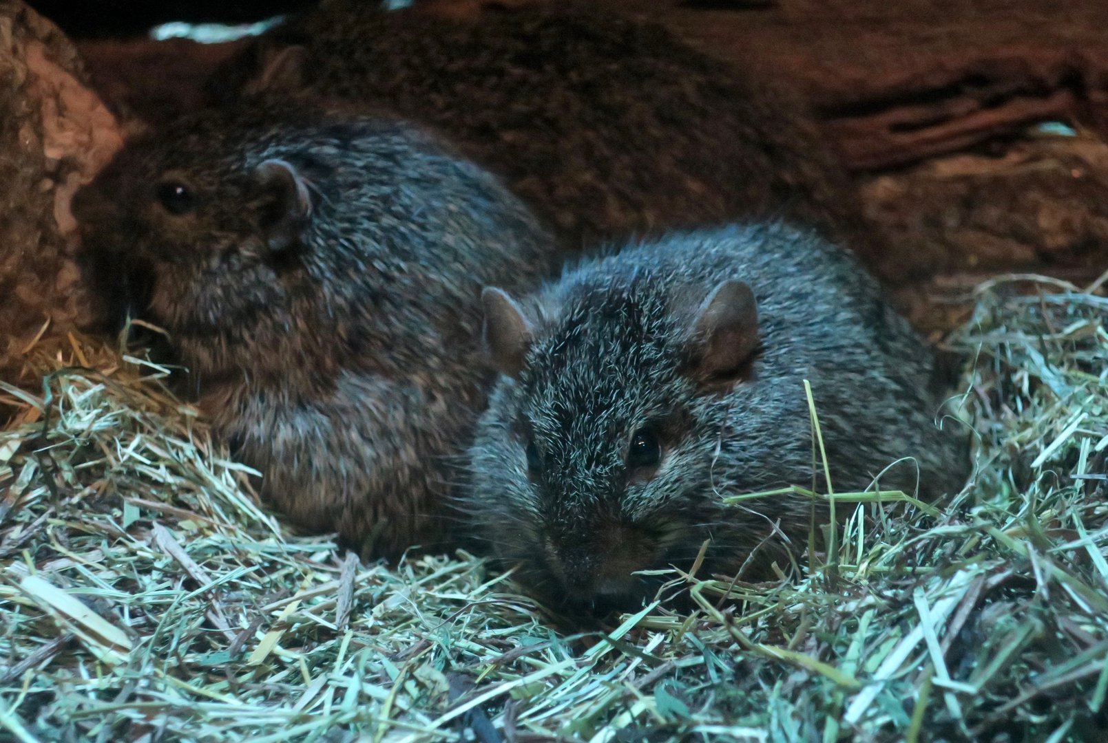 African Grass Rat (Arvicanthis niloticus)