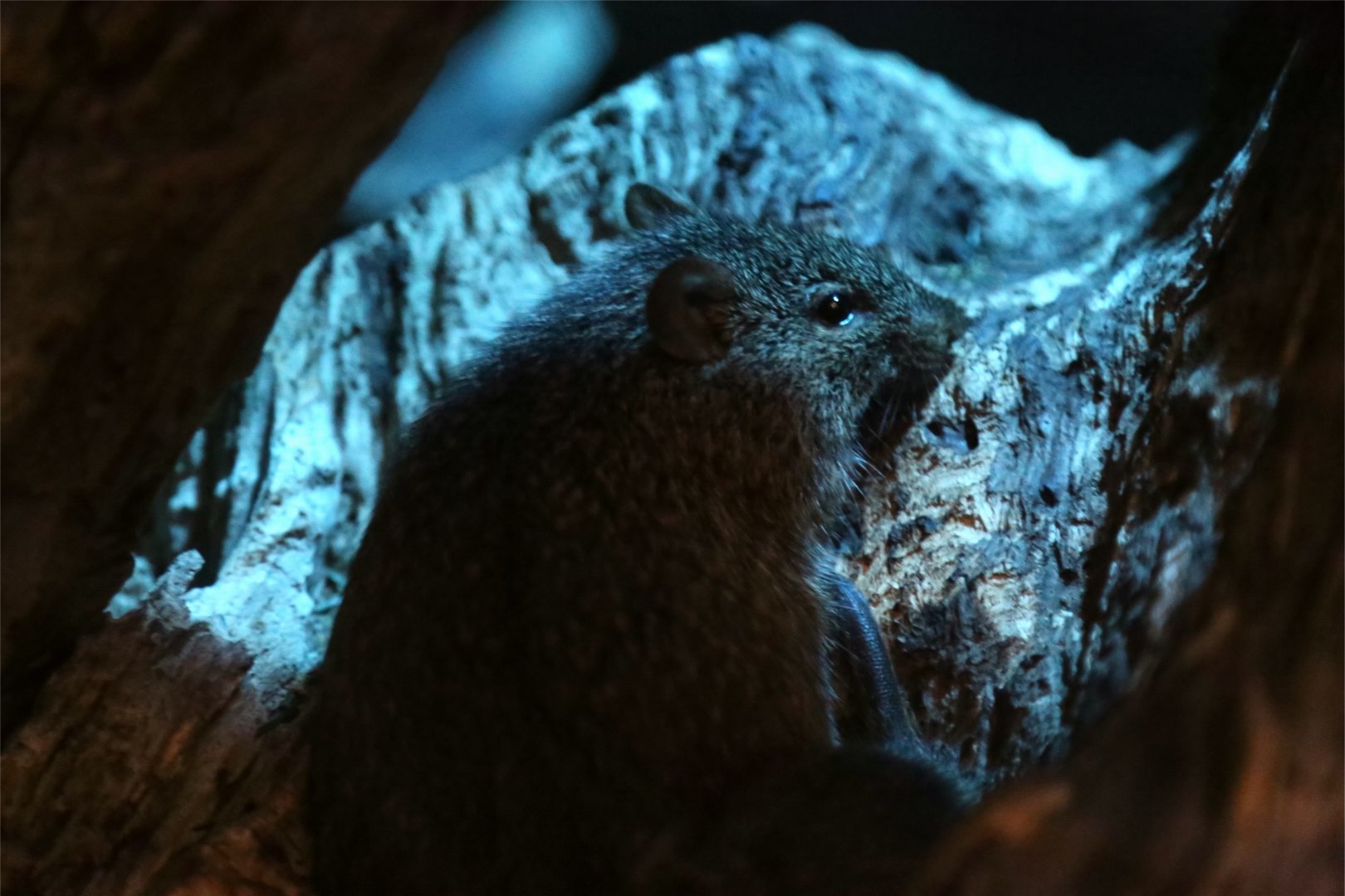 African Grass Rat (Arvicanthis niloticus)