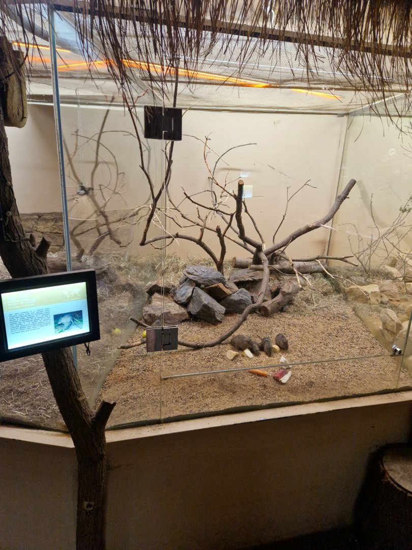 African grass rat enclosure