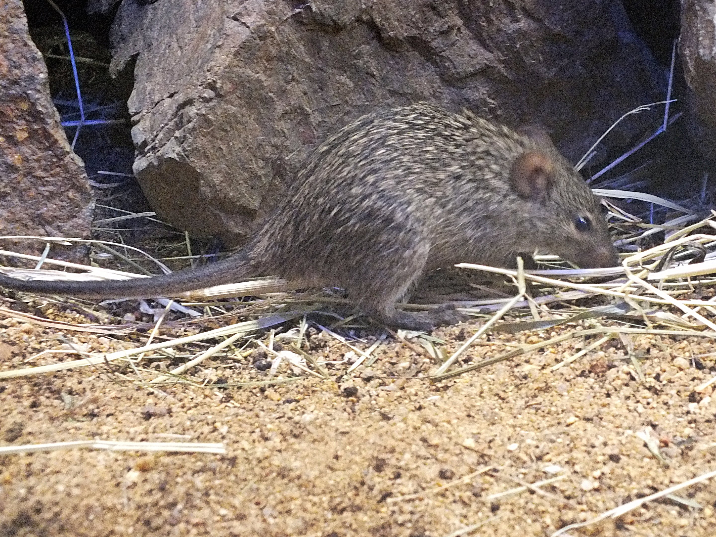 African grass rat