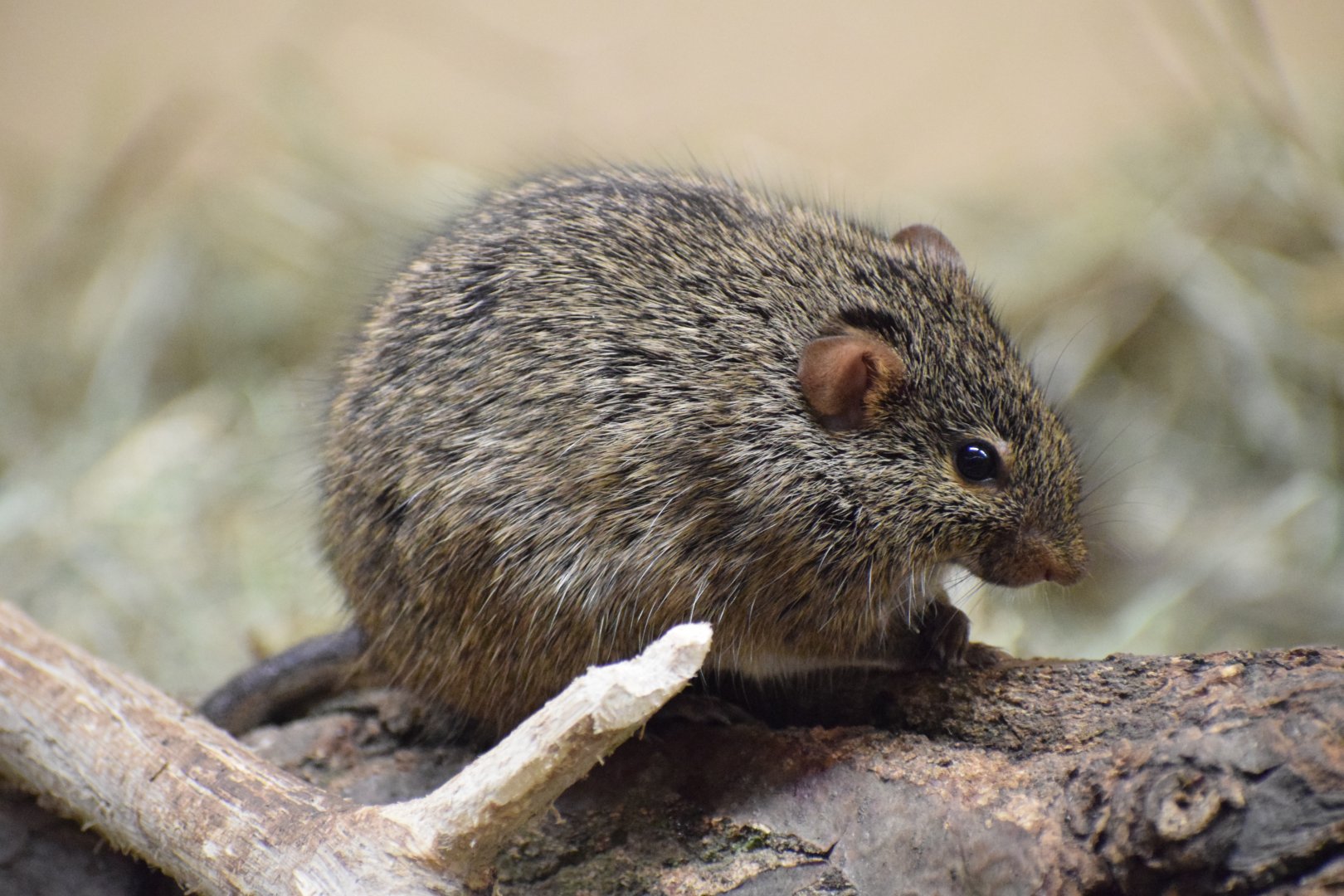 African grass rat