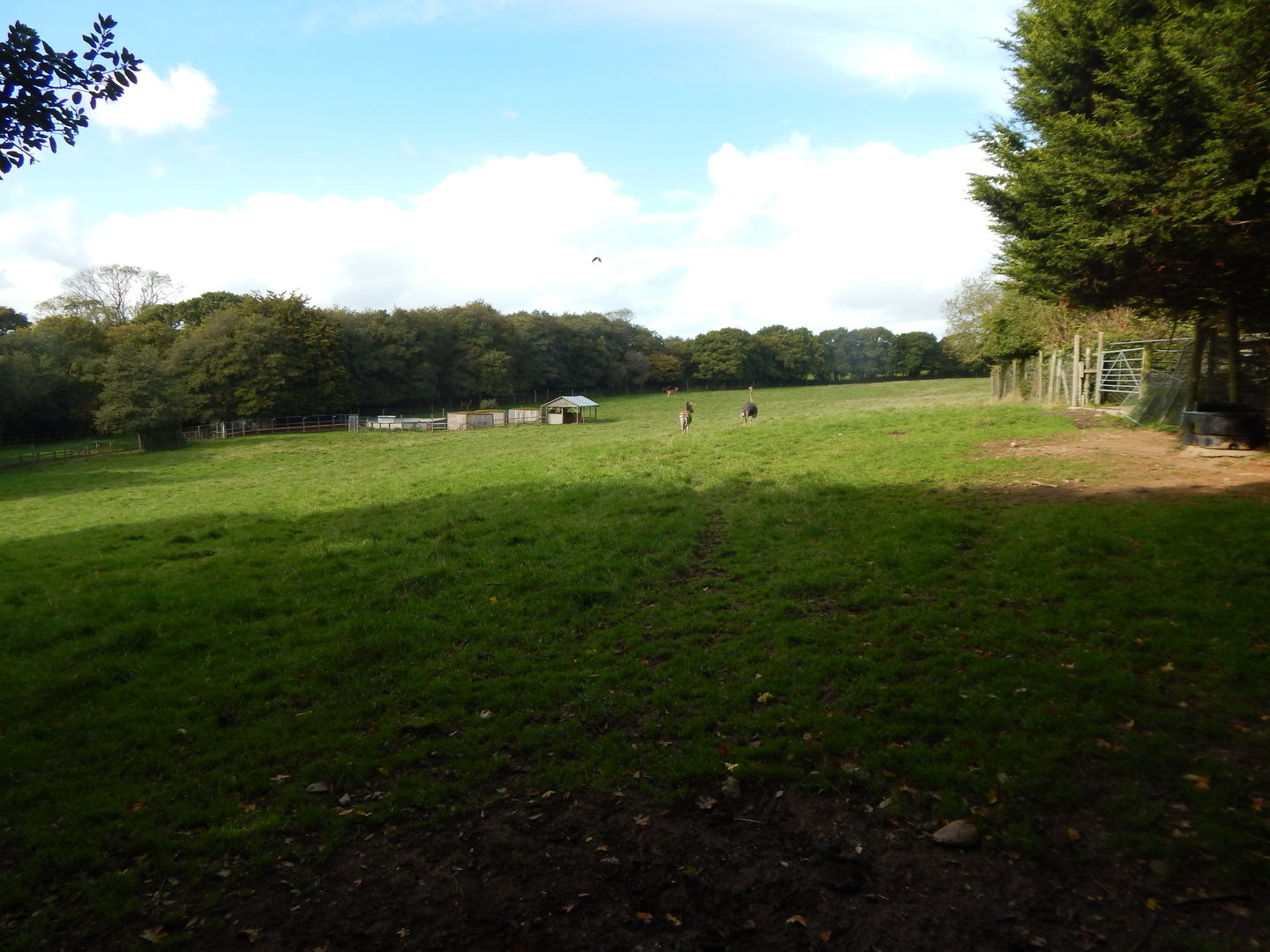 African Grassland 151022