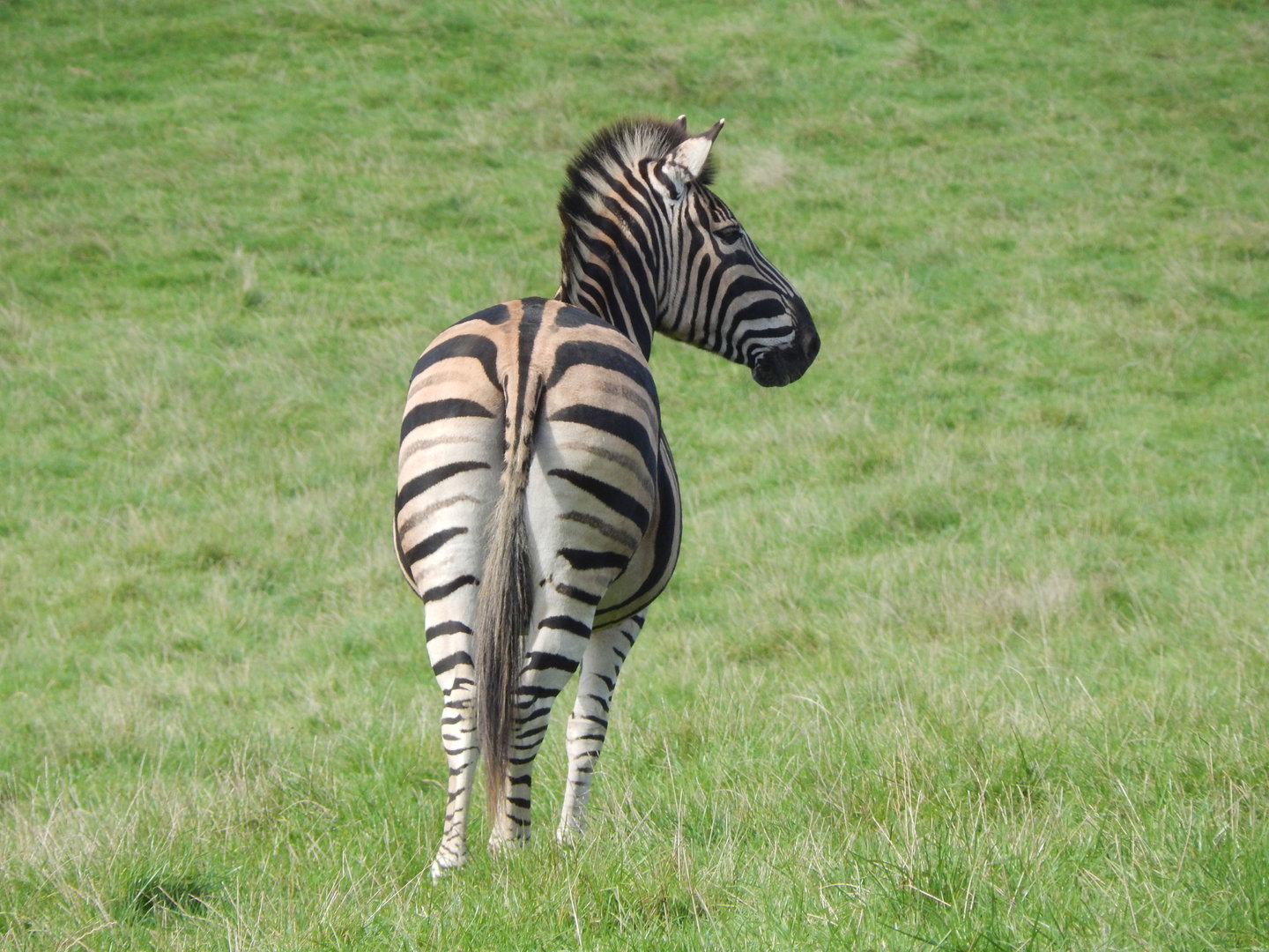 African Grassland - Chapman's zebra 151022