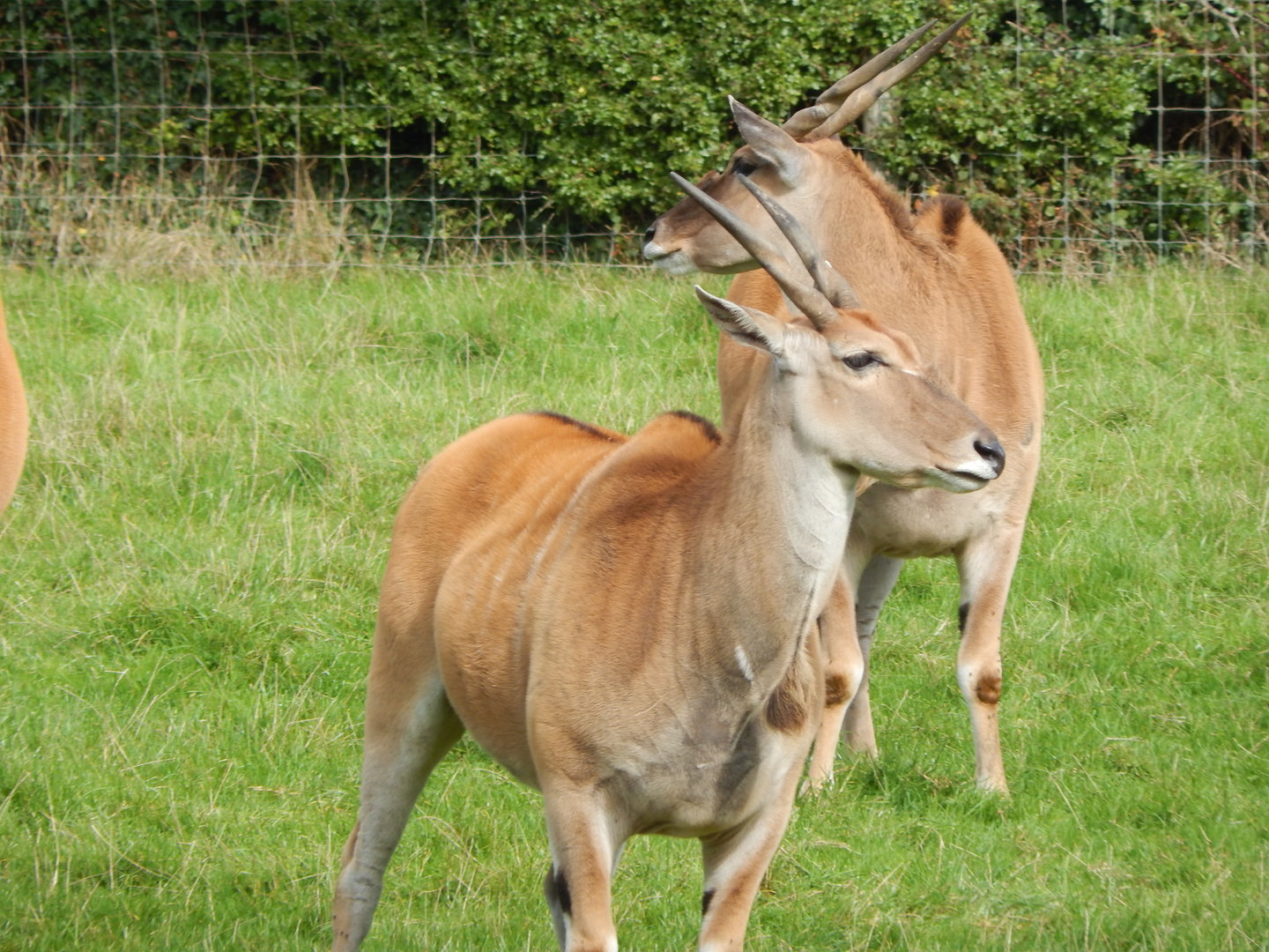 African Grassland - Common elands 151022