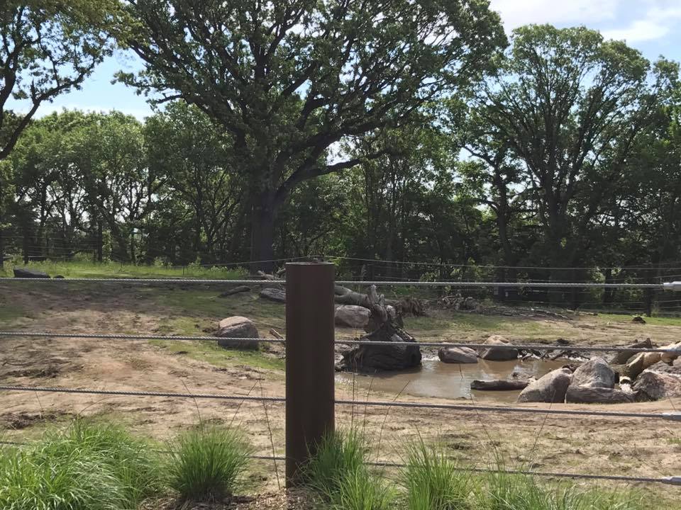 African Grasslands- African Elephant, Grant's Zebra, Impala