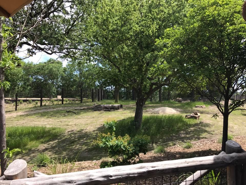 African Grasslands- African Elephant, Grant's Zebra, Impala