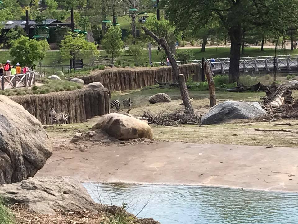African Grasslands- African Elephant, Grant's Zebra, Impala
