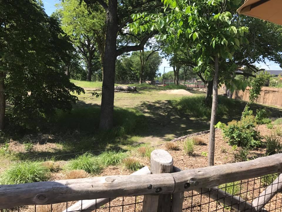 African Grasslands- African Elephant, Grant's Zebra, Impala