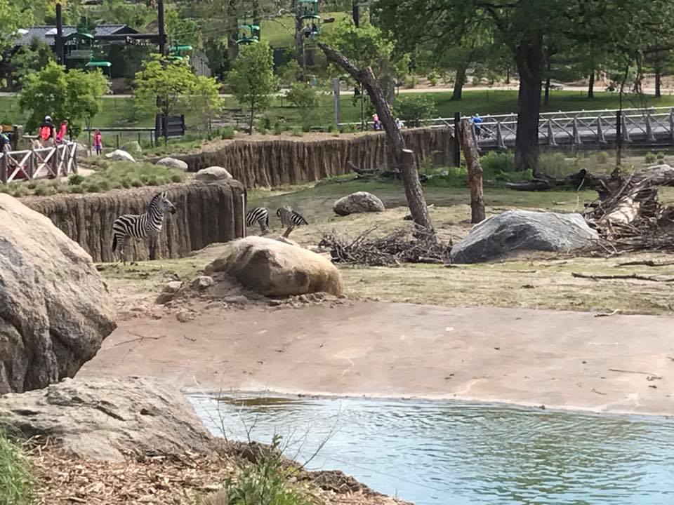 African Grasslands- African Elephant, Grant's Zebra, Impala