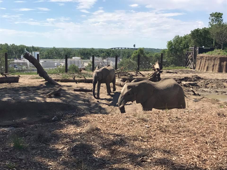 African Grasslands- African Elephant