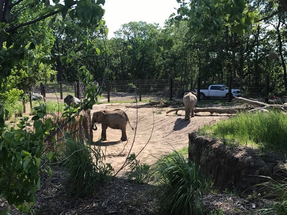 African Grasslands- African Elephant