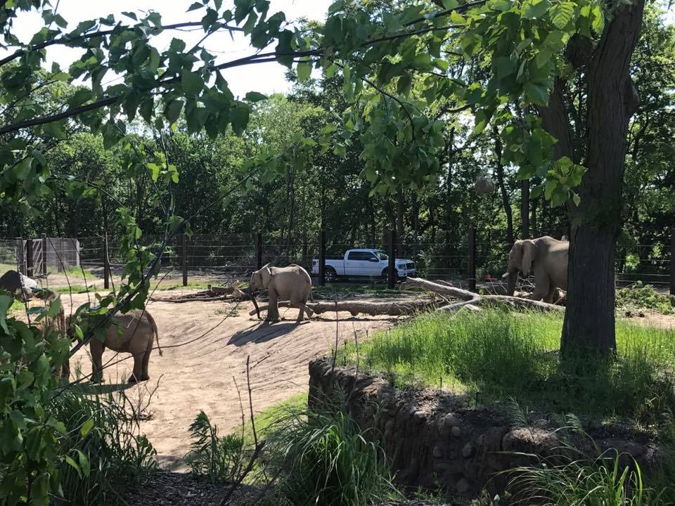 African Grasslands- African Elephant
