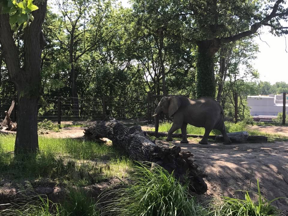 African Grasslands- African Elephant