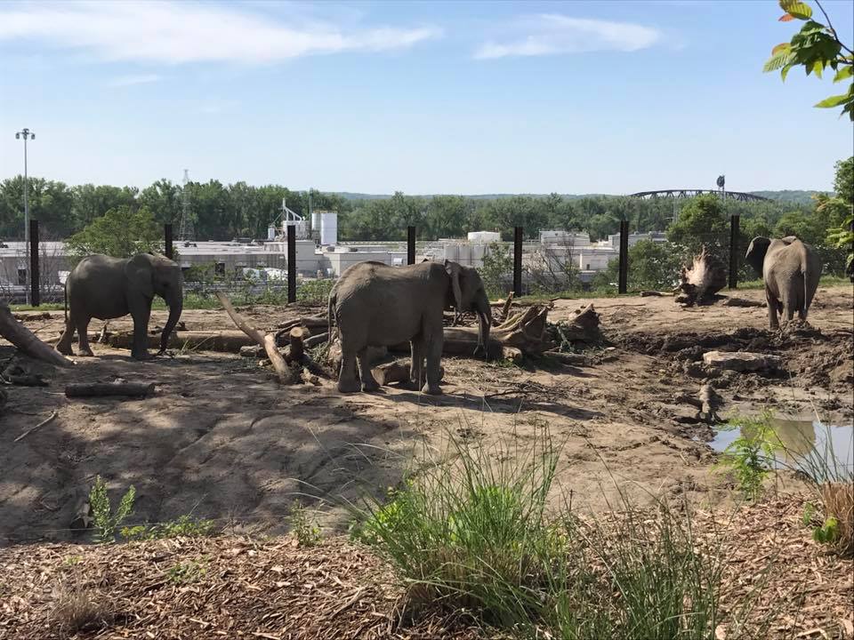 African Grasslands- African Elephant