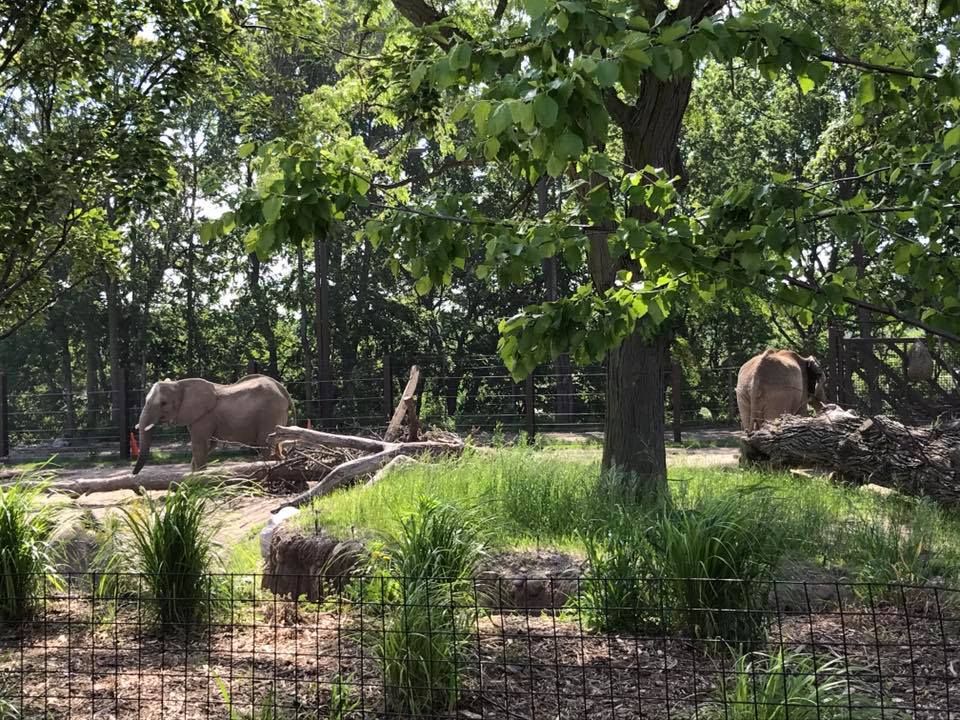 African Grasslands- African Elephant