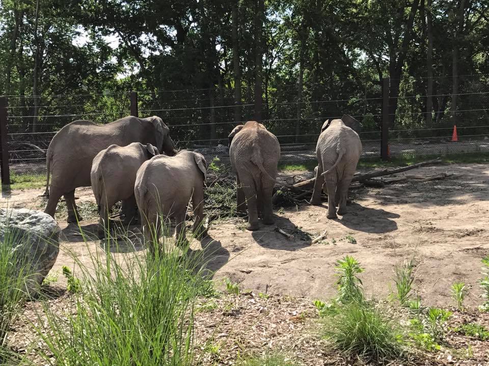 African Grasslands- African Elephant