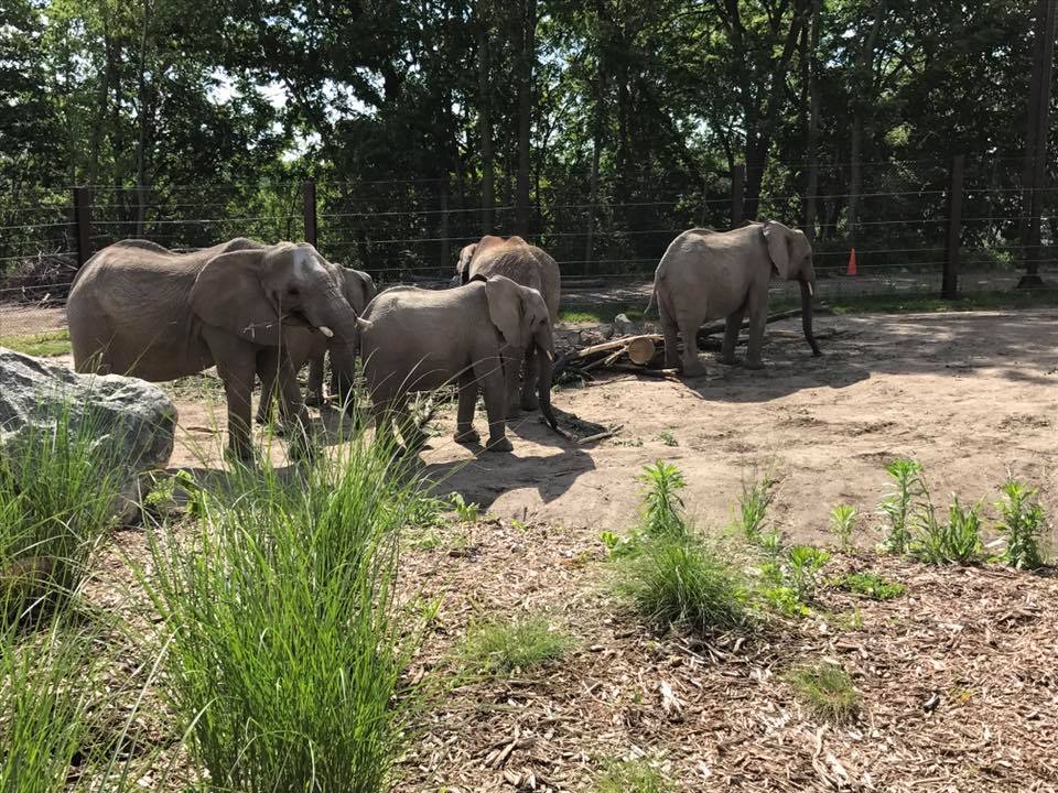 African Grasslands- African Elephant