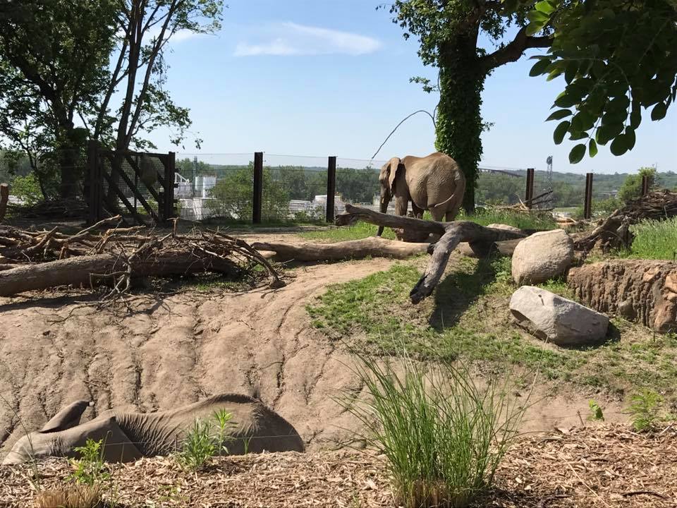 African Grasslands- African Elephant