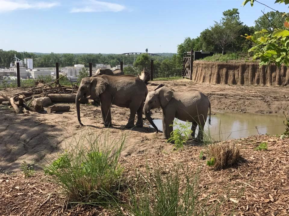 African Grasslands- African Elephant