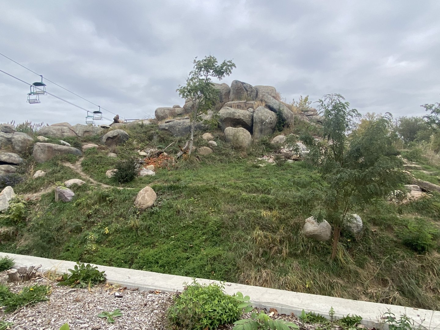 African Grasslands - African Lion Exhibit