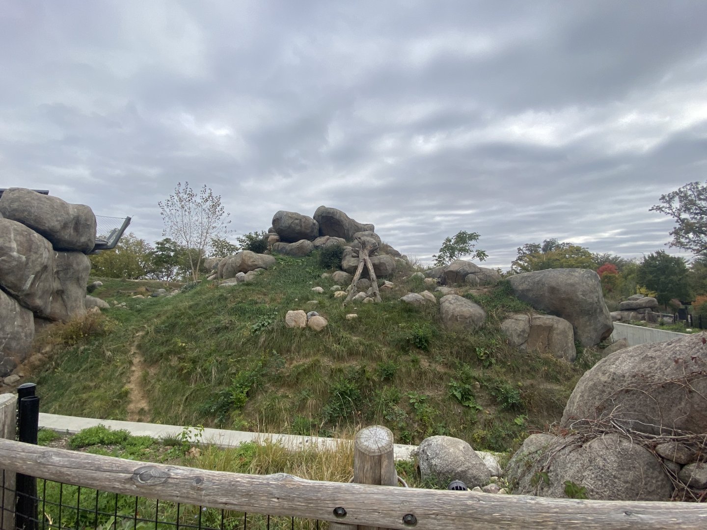 African Grasslands - African Lion Exhibit