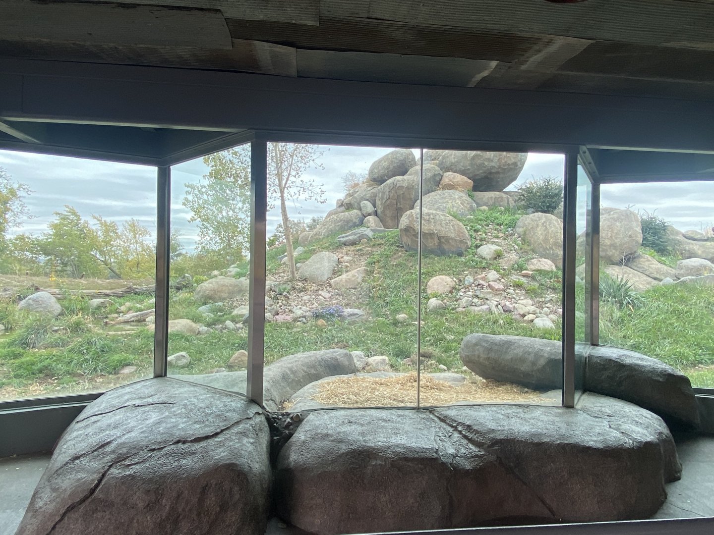 African Grasslands - African Lion Exhibit