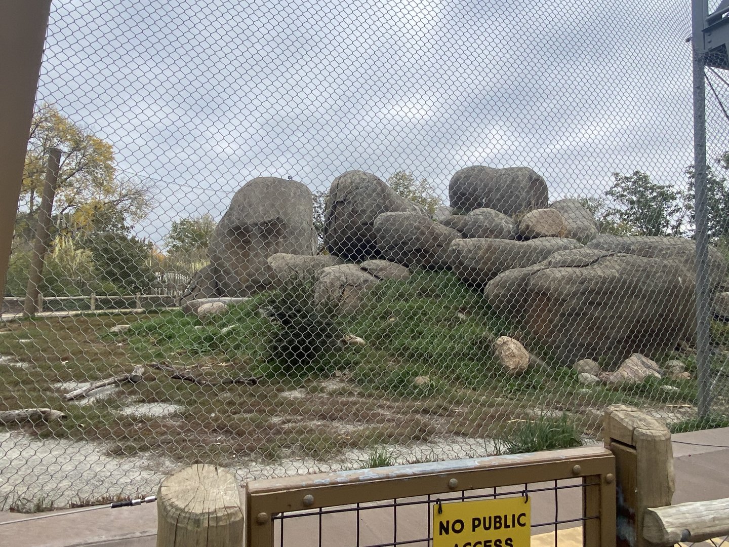 African Grasslands - African Lion Exhibit