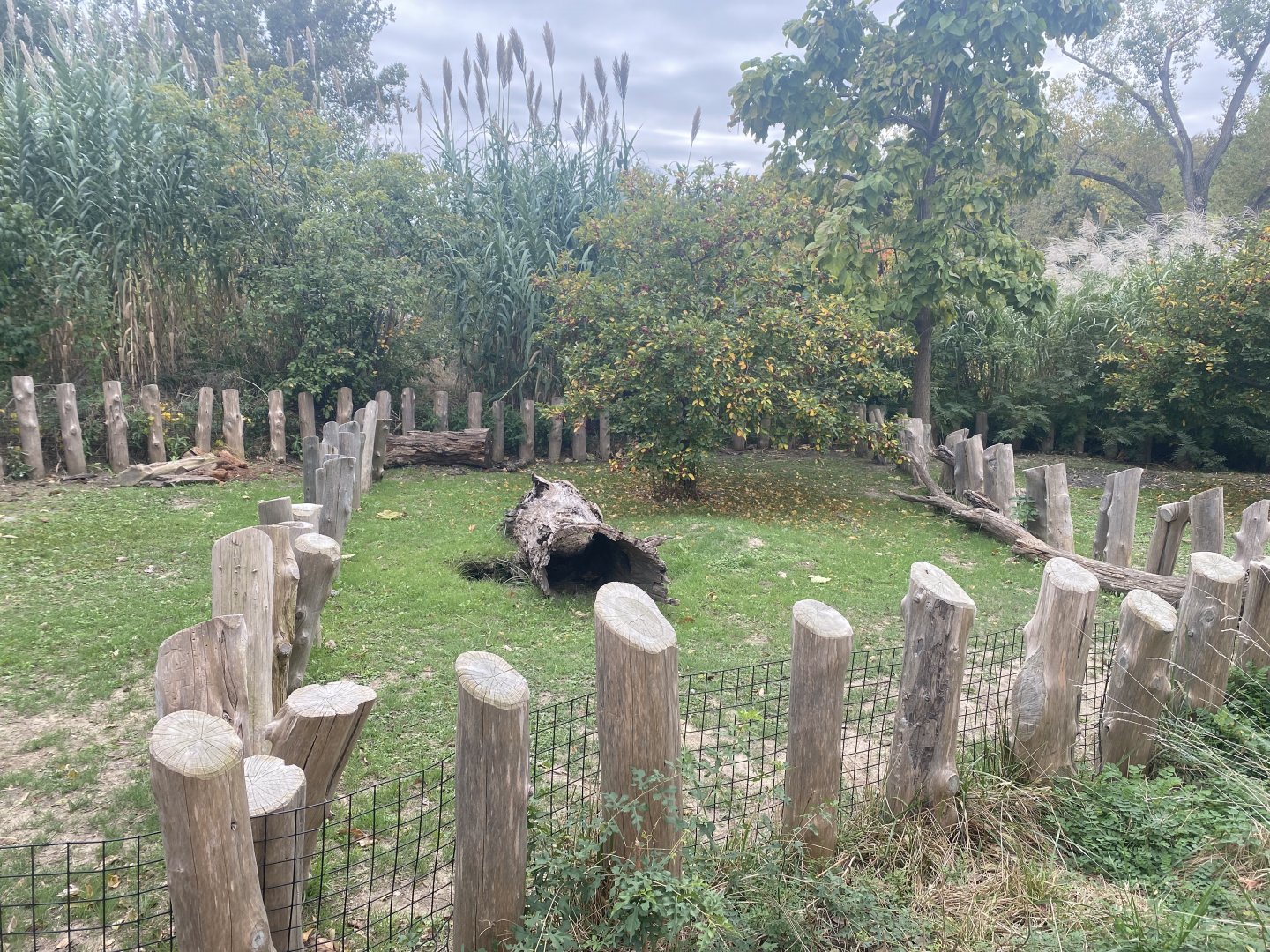 African Grasslands - African Spurred Tortoise Exhibit