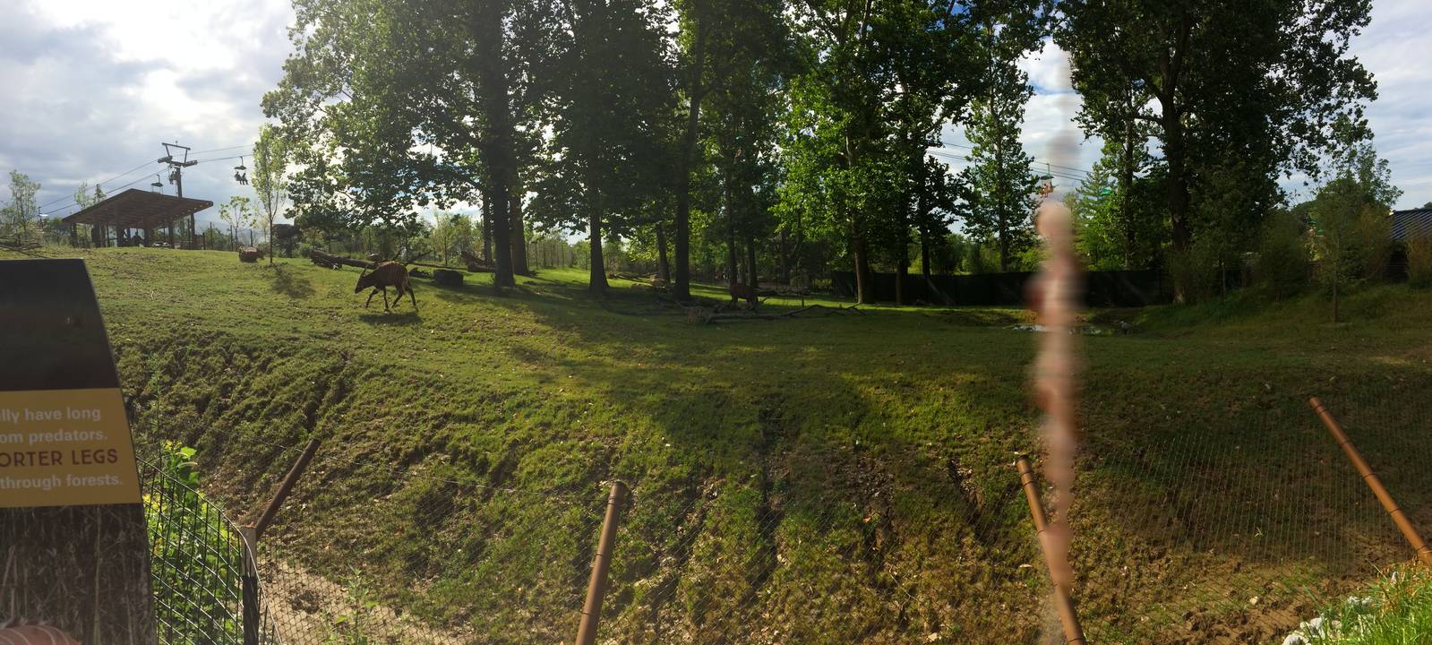 African Grasslands: Bongo Exhibit