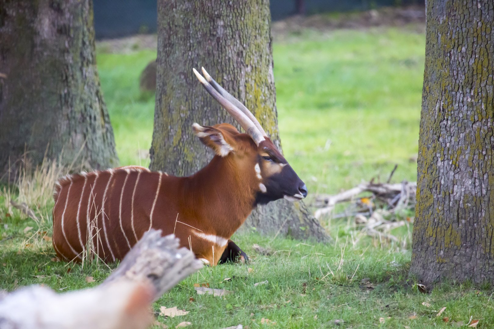 African Grasslands Bongo Exhibit