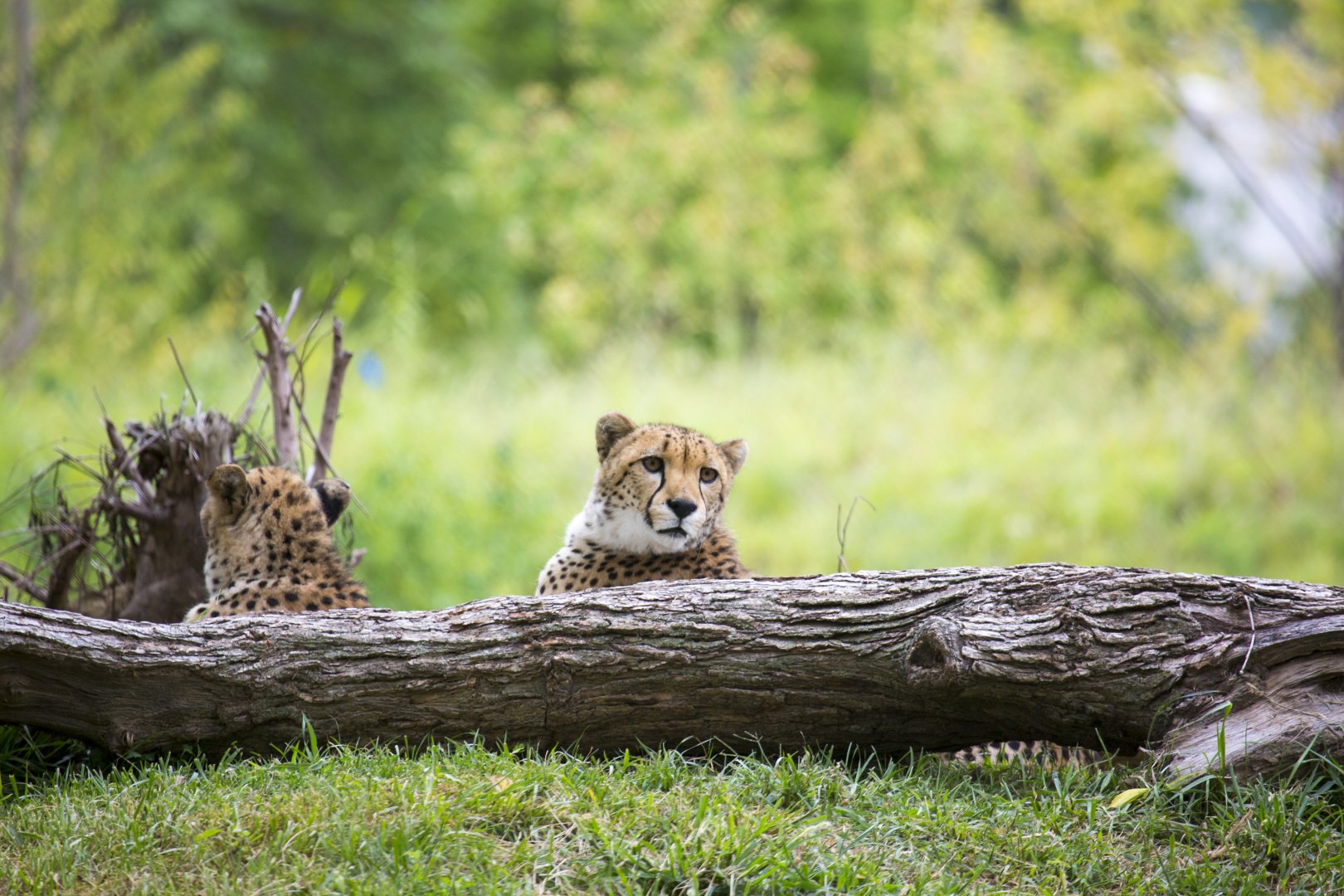 African Grasslands Cheetah Exhibit