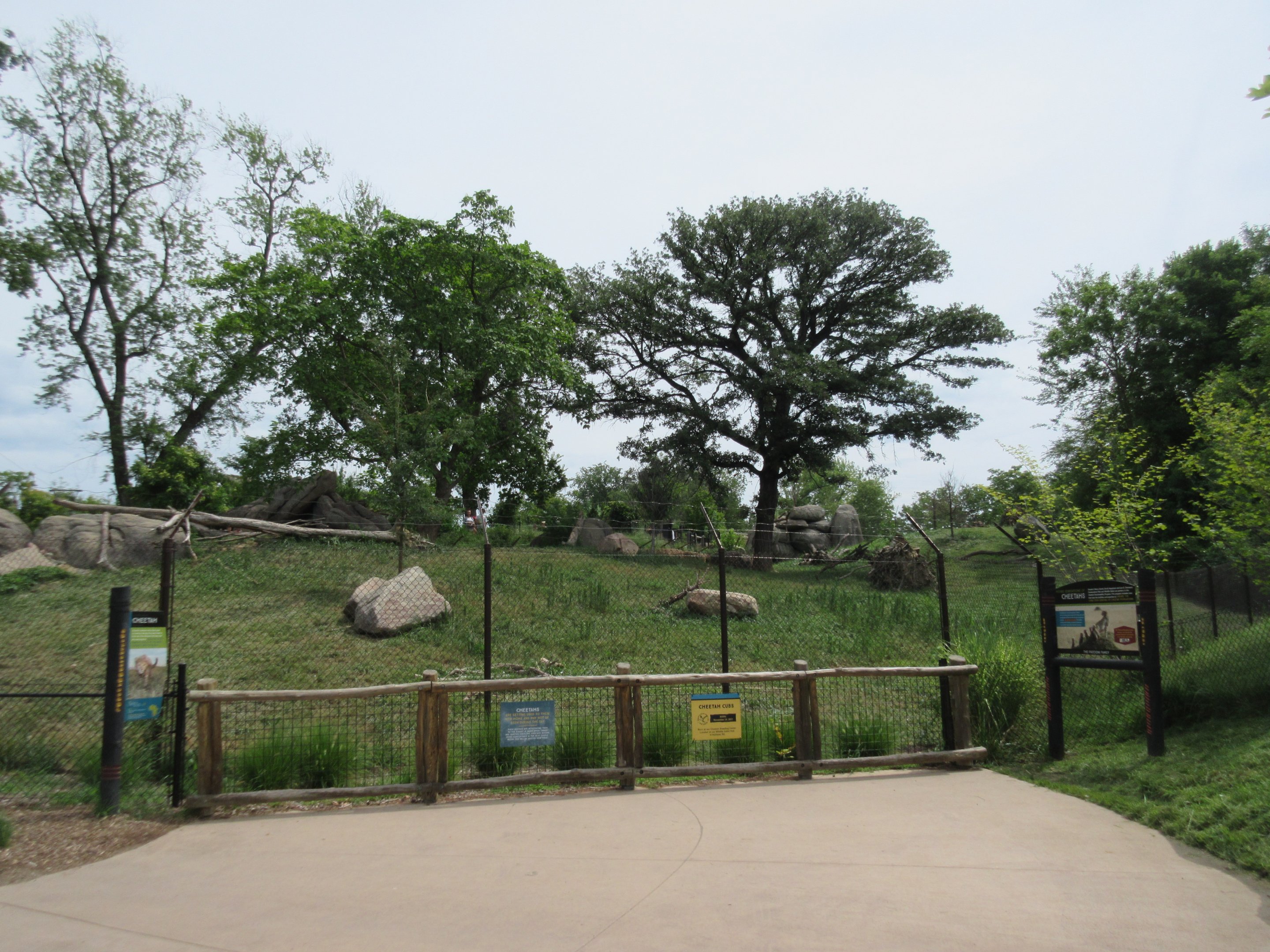 African Grasslands - Cheetah Exhibit