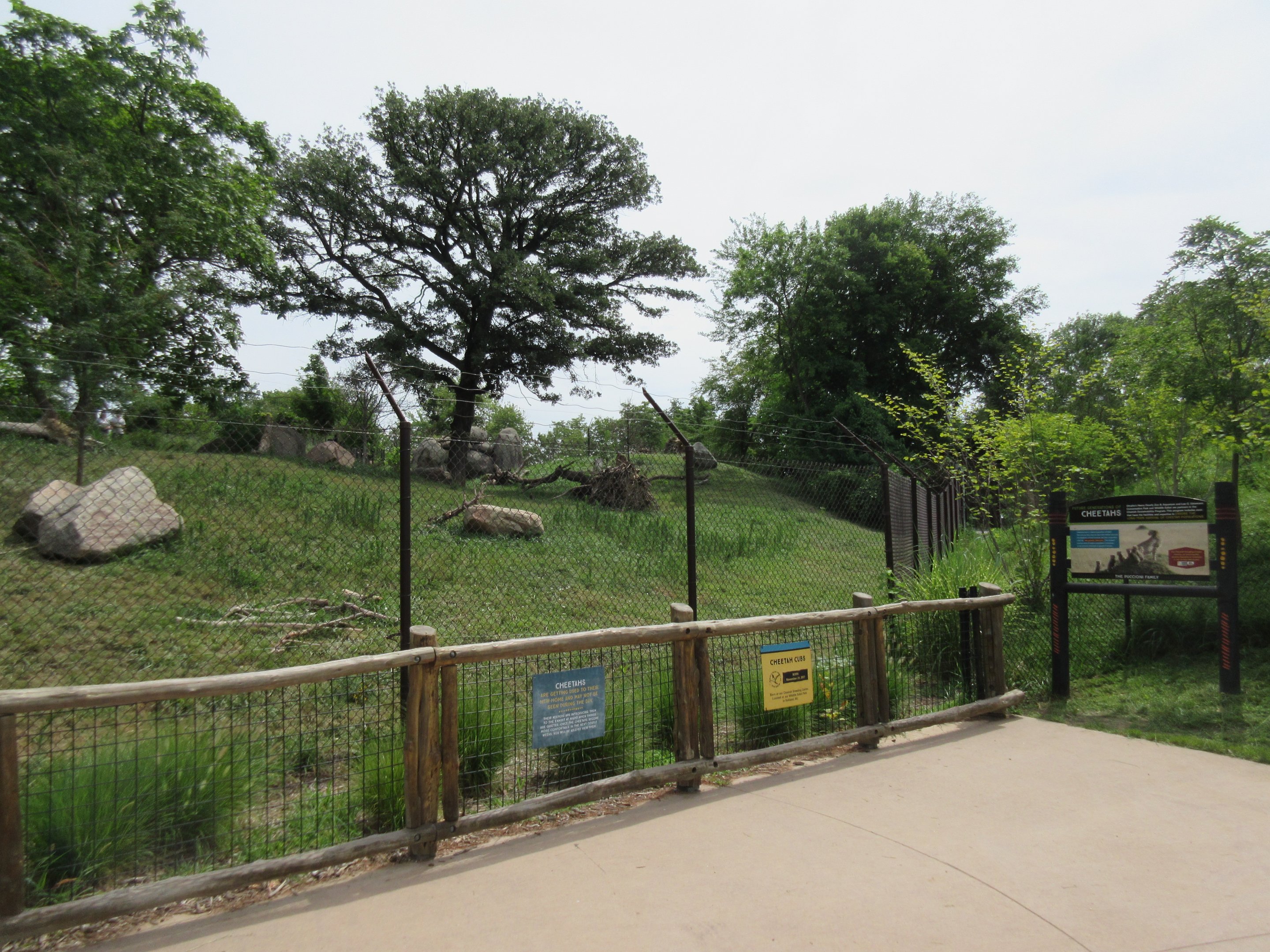 African Grasslands - Cheetah Exhibit
