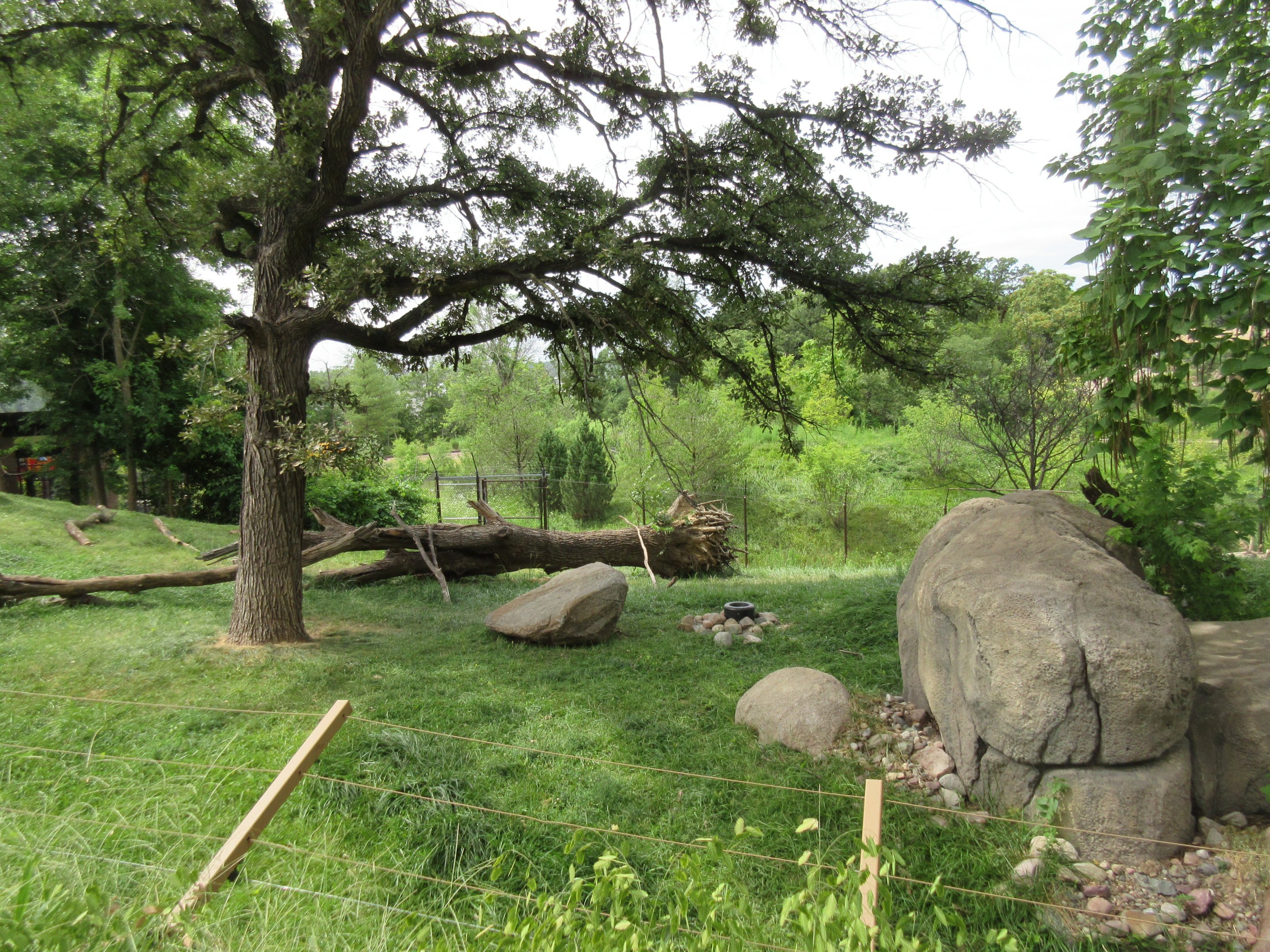 African Grasslands - Cheetah Exhibit