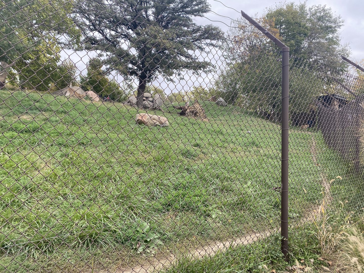 African Grasslands - Cheetah Exhibit