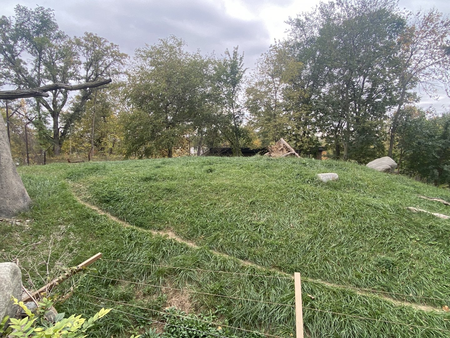 African Grasslands - Cheetah Exhibit