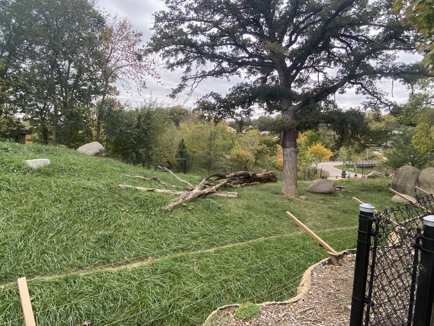 African Grasslands - Cheetah Exhibit